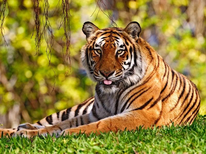 https://d3r8gwkgo0io6y.cloudfront.net/upload/zoological park2.jpg